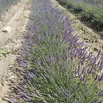 Agroturismo Mandriato Organic Farm In The Tuscan Hills Santa Luce