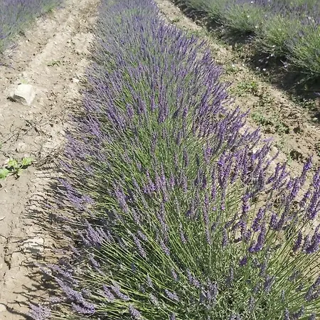 Alojamento de Turismo Rural Mandriato Organic Farm In The Tuscan Hills Santa Luce